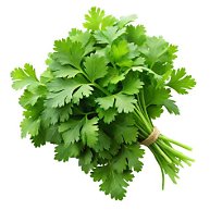 Coriander