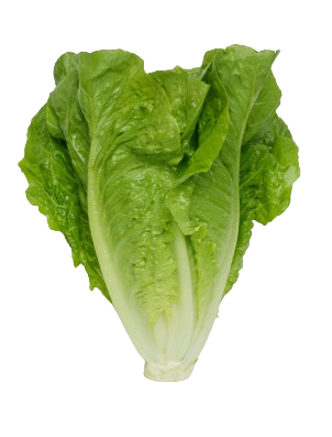 Lettuce